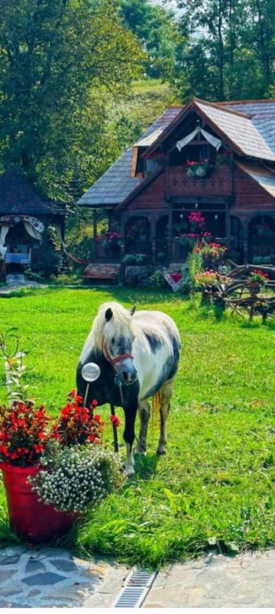 Pensiunea Rustic Oncesti Onceşti Exterior foto