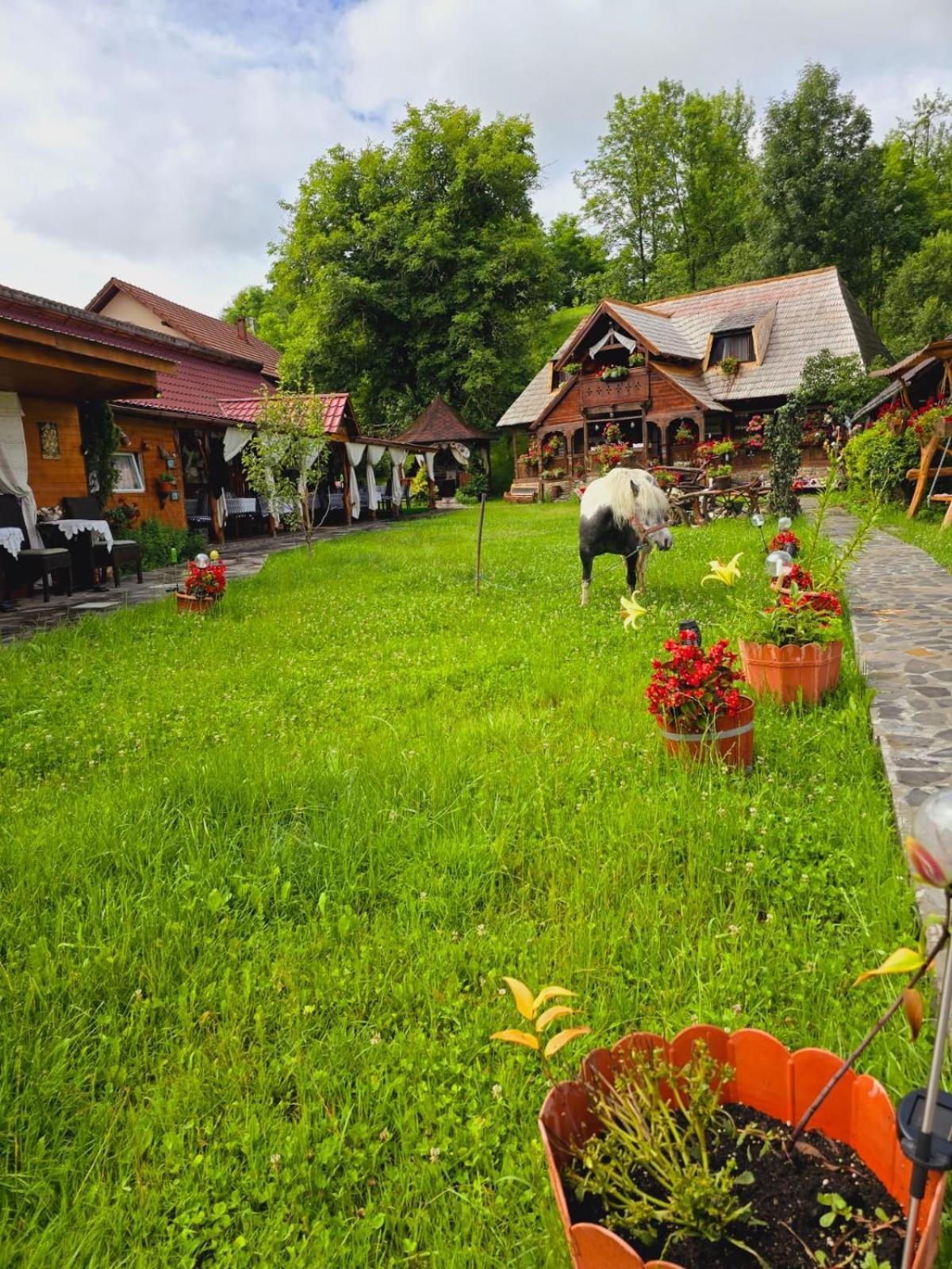 Pensiunea Rustic Oncesti Onceşti Exterior foto